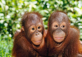 PRM 05 NE0006 01
Young Orangutans Hugging In Jungle Borneo, Malaysia