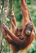 PRM 05 NE0007 01
Orangutan Adult Climbing Tree With Baby Borneo, Malaysia