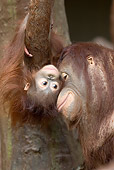 PRM 05 WF0001 01
Portrait Of Orangutan Mother Nuzzling Young