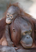 PRM 05 GR0001 01
Close-Up Of Baby Orangutan Sitting On Mother's Back