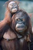 PRM 05 GR0002 01
Close-Up Of Baby Orangutan Sitting On Mother's Back