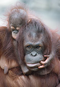 PRM 05 GR0003 01
Close-Up Of Baby Orangutan Sitting On Mother's Back