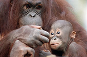 PRM 05 GR0005 01
Close-Up Of Mother Orangutan Holding Baby