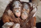 PRM 05 GR0007 01
Close-Up Of Two Juvenile Orangutans Hugging