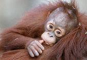 PRM 05 GR0008 01
Close-Up Of Baby Orangutan Sucking Thumb On Mother's Back