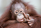 PRM 05 GR0009 01
Close-Up Of Baby Orangutan Biting Finger On Mother's Back