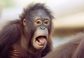 PRM 05 GR0010 01
Close-Up Of Baby Orangutan Sticking Out Tongue