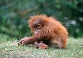 PRM 05 GR0012 01
Baby Orangutan Sitting In Grass