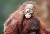 PRM 05 GR0014 01
Close-Up Of Baby Orangutan Sitting On Mother's Back