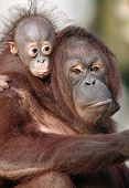 PRM 05 GR0015 01
Close-Up Of Baby Orangutan Sitting On Mother's Back
