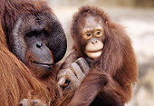 PRM 05 GR0016 01
Close-Up Of Baby Orangutan Sitting With Father