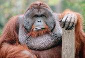 PRM 05 GR0017 01
Close-Up Of Male Orangutan Sitting With Hand On Wooden Post