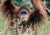 PRM 05 GR0019 01
Close-Up Of Orangutan Sitting In Grass Arms Raised Holding Stick In Mouth