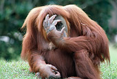 PRM 05 GR0020 01
Close-Up Of Orangutan Sitting In Grass Covering Face With Hand