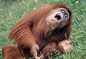 PRM 05 GR0021 01
Close-Up Of Orangutan Sitting In Grass Catching Falling Water In Mouth