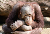 PRM 05 GR0023 01
Close-Up Of Orangutan Hunched Over Sitting On Dirt
