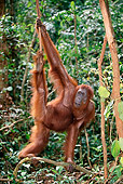 PRM 05 KH0001 01
Orangutan Hanging From Vine In Jungle