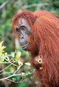 PRM 05 KH0002 01
Orangutan Mother Holding Baby