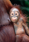 PRM 05 KH0003 01
Orangutan Baby Being Held By Mother