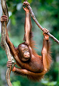 PRM 05 NE0001 01
Young Bornean Orangutan Swinging On Vines In Rainforest Borneo