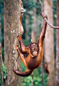 PRM 05 NE0002 01
Young Bornean Orangutan Swinging On Vines In Rainforest Borneo