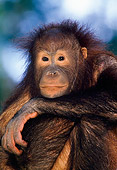 PRM 05 NE0003 01
Young Bornean Orangutan Resting In Rainforest Borneo
