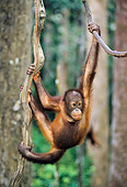 PRM 05 NE0004 01
Orangutan Juvenile Swinging On Vines In Rainforest Malaysia
