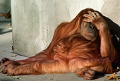 PRM 05 RC0001 01
Orangutan Sleeping Against Wall With Hand Covering Eyes