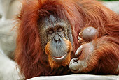 PRM 05 RC0002 01
Close Up Of Mother Orangutan Holding Sleeping Infant