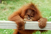 PRM 05 RC0003 01
Baby Orangutan Climbing On Fence