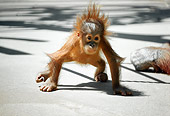 PRM 05 RC0004 01
Baby Orangutan Walking On Concrete