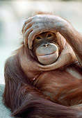 PRM 05 RC0005 01
Close-Up Of Orangutan Covering Head With Hand