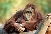 PRM 05 RC0006 01
Close-Up Of Orangutan Resting Against Log
