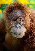 PRM 05 RK0001 07
Head Shot Of Young Orangutan