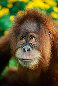 PRM 05 RK0001 09
Head Shot Of Young Orangutan
