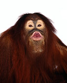 PRM 05 RK0002 10
Humorous Orangutan Chuckie Puckering At Camera On White Seamless Background