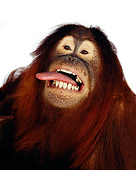 PRM 05 RK0003 01
Humorous Head Shot Of Orangutan Chuckie Sticking Out Tongue White Seamless Background