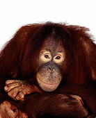 PRM 05 RK0006 04
Head Shot Of Orangutan Chuckie On White Seamless
