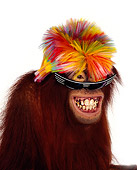 PRM 05 RK0007 02
Humorous Head Shot Of Orangutan Chuckie Wearing Wig And Sunglasses