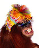 PRM 05 RK0007 23
Humorous Head Shot Of Orangutan Chuckie Wearing Wig And Sunglasses