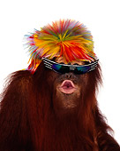 PRM 05 RK0007 29
Humorous Head Shot Of Orangutan Chuckie Wearing Wig And Sunglasses