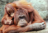 PRM 05 RK0063 19
Mother And Baby Orangutan Laying Together