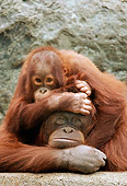 PRM 05 RK0071 32
Baby Orangutan Playing On Mother's Back