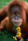 PRM 05 RK0076 03
Head Shot Of Young Orangutan Eating Yellow Flower