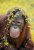 PRM 05 RK0084 07
Head Shot Of Orangutan With Yellow Flowers On Head