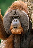 PRM 05 TL0001 02
Portrait Head Shot Of Sumatran Adult Male Orangutan