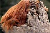 PRM 05 TL0002 01
Orangutan Relaxing On Stump
