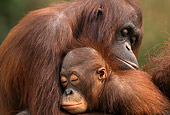 PRM 05 TL0004 01
Adult Orangutan With Young Sleeping In Arms