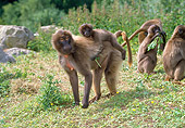 PRM 06 GL0001 01
Group Of Gelada Baboons In Grassland