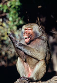 PRM 06 GL0002 01
Portrait Of Hamadryas Baboon Sitting On Log